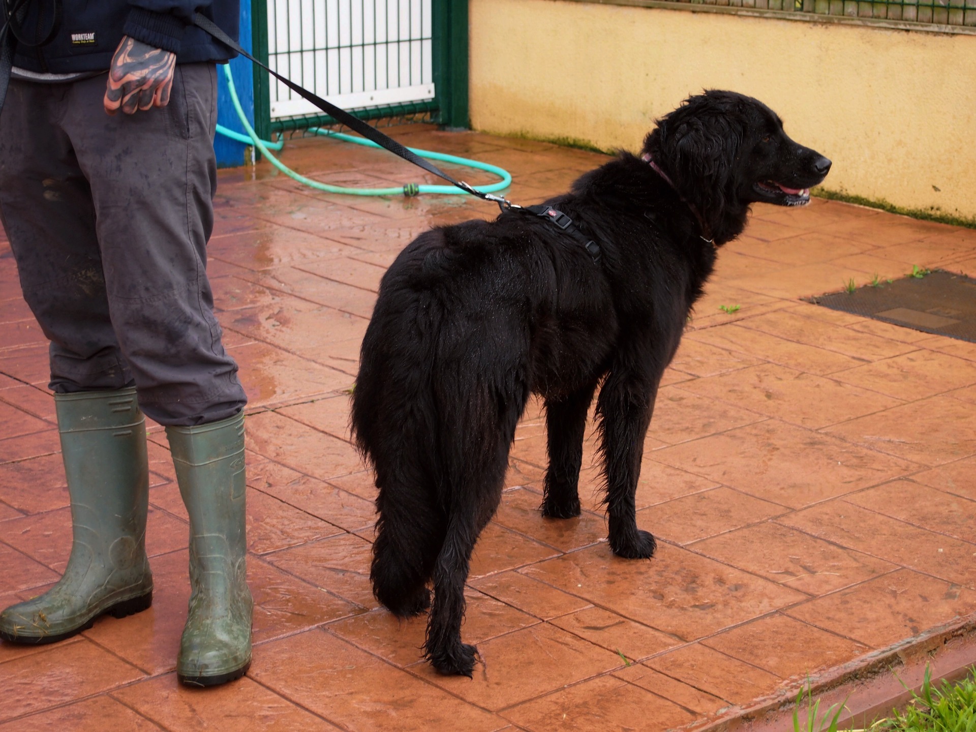Sena con voluntario, en La Protectora. Fuente: propia.