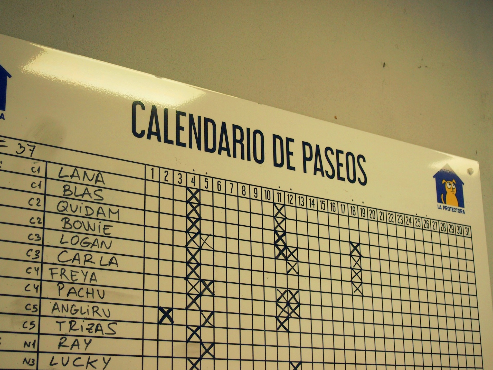 Calendario de paseos de La Protectora. Fuente: propia.
